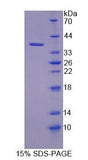 SDS-PAGE analysis of Human KEAP1 (Kelch-Like Ech-Associated Protein 1) - Recombinant Protein, showing >90% purity under 15% SDS-PAGE (Reduced)