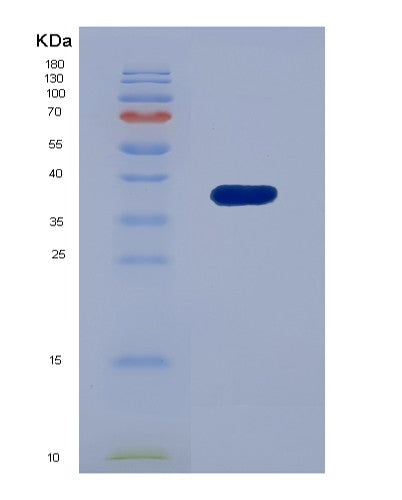 SDS-PAGE analysis of Human IFI35 (Interferon-Induced 35 Kda Protein) - Recombinant Protein, showing >95% purity under 15% SDS-PAGE (Reduced)