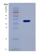 SDS-PAGE analysis of Human IFI35 (Interferon-Induced 35 Kda Protein) - Recombinant Protein, showing >95% purity under 15% SDS-PAGE (Reduced)