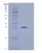 SDS-PAGE analysis of Human ATF1 (Cyclic Amp-Dependent Transcription Factor Atf-1) - Recombinant Protein, showing >95% purity under 15% SDS-PAGE (Reduced)