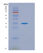 SDS-PAGE analysis of Human ATF4 (Cyclic Amp-Dependent Transcription Factor Atf-4) - Recombinant Protein, showing >95% purity under 15% SDS-PAGE (Reduced)