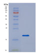 SDS-PAGE analysis of Human CD14 (Monocyte Differentiation Antigen Cd14) - Recombinant Protein, showing >95% purity under 15% SDS-PAGE (Reduced)