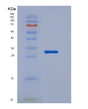 SDS-PAGE analysis of Human CD226 (Cd226 Antigen) - Recombinant Protein, showing >90% purity under 15% SDS-PAGE (Reduced)