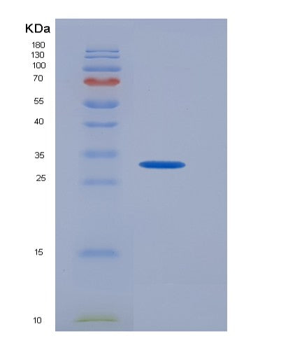 SDS-PAGE analysis of Human CD274 (Programmed Cell Death 1 Ligand 1) - Recombinant Protein, showing >90% purity under 15% SDS-PAGE (Reduced)