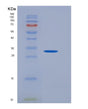 SDS-PAGE analysis of Human CD274 (Programmed Cell Death 1 Ligand 1) - Recombinant Protein, showing >90% purity under 15% SDS-PAGE (Reduced)