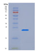 SDS-PAGE analysis of Human CD3E (T-Cell Surface Glycoprotein Cd3 Epsilon Chain) - Recombinant Protein, showing >95% purity under 15% SDS-PAGE (Reduced)