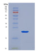 SDS-PAGE analysis of Human CD3G (T-Cell Surface Glycoprotein Cd3 Gamma Chain) - Recombinant Protein, showing >90% purity under 15% SDS-PAGE (Reduced)