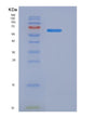 SDS-PAGE analysis of Human CD40LG (Cd40 Ligand) - Recombinant Protein, showing >90% purity under 15% SDS-PAGE (Reduced)