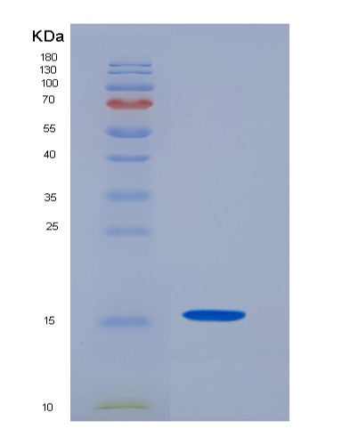 SDS-PAGE analysis of Human CD7 (T-Cell Antigen Cd7) - Recombinant Protein, showing >95% purity under 15% SDS-PAGE (Reduced)