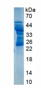 SDS-PAGE analysis of Human CD83 (Cd83 Antigen) - Recombinant Protein, showing >95% purity under 15% SDS-PAGE (Reduced)