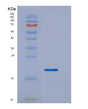SDS-PAGE analysis of Human VWF (Von Willebrand Factor) - Recombinant Protein, showing >95% purity under 15% SDS-PAGE (Reduced)