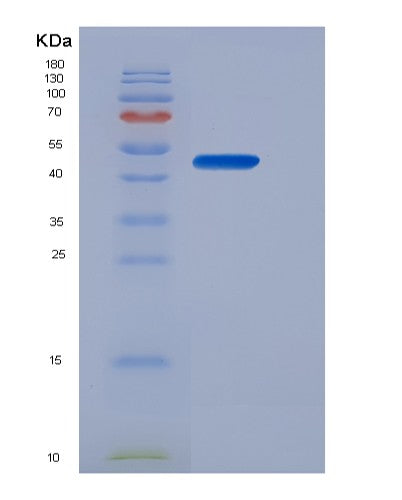 SDS-PAGE analysis of Human EPO (Erythropoietin) - Recombinant Protein, showing >95% purity under 15% SDS-PAGE (Reduced)