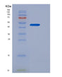 SDS-PAGE analysis of Human EPO (Erythropoietin) - Recombinant Protein, showing >95% purity under 15% SDS-PAGE (Reduced)