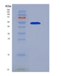 SDS-PAGE analysis of Human EPOR (Erythropoietin Receptor) - Recombinant Protein, showing >95% purity under 15% SDS-PAGE (Reduced)