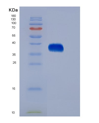 SDS-PAGE analysis of Human EPO (Erythropoietin) - Recombinant Protein, showing >95% purity under 15% SDS-PAGE (Reduced)