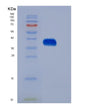 SDS-PAGE analysis of Human EPO (Erythropoietin) - Recombinant Protein, showing >95% purity under 15% SDS-PAGE (Reduced)