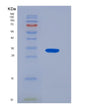 SDS-PAGE analysis of Human F3 (Tissue Factor) - Recombinant Protein, showing >95% purity under 15% SDS-PAGE (Reduced)