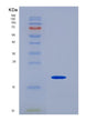 SDS-PAGE analysis of Mouse Pecam1 (Platelet Endothelial Cell Adhesion Molecule) - Recombinant Protein, showing >95% purity under 15% SDS-PAGE (Reduced)