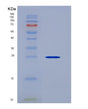 SDS-PAGE analysis of Human FGF12 (Fibroblast Growth Factor 12) - Recombinant Protein, showing >95% purity under 15% SDS-PAGE (Reduced)