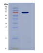 SDS-PAGE analysis of Human HGF (Hepatocyte Growth Factor) - Recombinant Protein, showing >95% purity under 15% SDS-PAGE (Reduced)