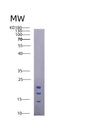 SDS-PAGE analysis of Mouse Il15 (Interleukin-15) - Recombinant Protein, showing >95% purity under 15% SDS-PAGE (Reduced)
