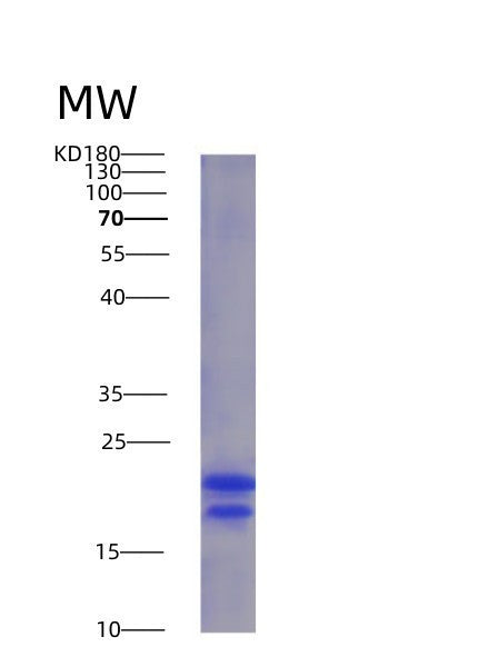 SDS-PAGE analysis of Human VEGFA (Vascular Endothelial Growth Factor A, Long Form) - Recombinant Protein, showing >95% purity under 15% SDS-PAGE (Reduced)