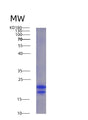 SDS-PAGE analysis of Human VEGFA (Vascular Endothelial Growth Factor A, Long Form) - Recombinant Protein, showing >95% purity under 15% SDS-PAGE (Reduced)