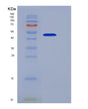 SDS-PAGE analysis of Human IL32 (Interleukin-32) - Recombinant Protein, showing >90% purity under 15% SDS-PAGE (Reduced)