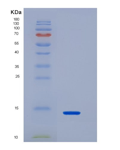 SDS-PAGE analysis of Human IL33 (Interleukin-33) - Recombinant Protein, showing >95% purity under 15% SDS-PAGE (Reduced)