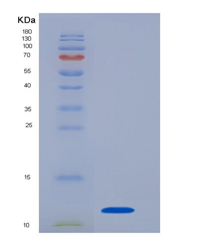 SDS-PAGE analysis of Human CXCL8 (Interleukin-8) - Recombinant Protein, showing >95% purity under 15% SDS-PAGE (Reduced)