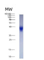 SDS-PAGE analysis of Human LIF (Leukemia Inhibitory Factor) - Recombinant Protein, showing >90% purity under 15% SDS-PAGE (Reduced)