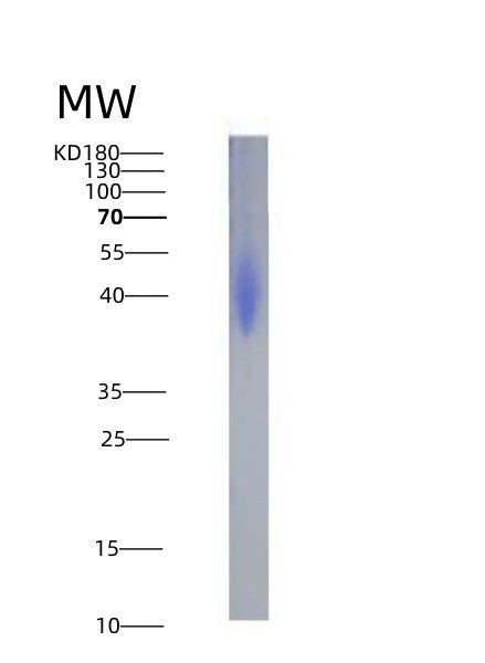 SDS-PAGE analysis of Human PDCD1LG2 (Programmed Cell Death 1 Ligand 2) - Recombinant Protein, showing >95% purity under 15% SDS-PAGE (Reduced)
