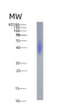 SDS-PAGE analysis of Human PDCD1LG2 (Programmed Cell Death 1 Ligand 2) - Recombinant Protein, showing >95% purity under 15% SDS-PAGE (Reduced)