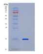 SDS-PAGE analysis of Human TGFB1 (Transforming Growth Factor Beta-1 Proprotein) - Recombinant Protein, showing >95% purity under 15% SDS-PAGE (Reduced)