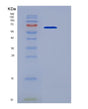 SDS-PAGE analysis of Human TNFRSF10C (Tumor Necrosis Factor Receptor Superfamily Member 10C) - Recombinant Protein, showing >90% purity under 15% SDS-PAGE (Reduced)
