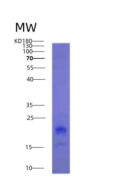 SDS-PAGE analysis of Human TNFSF18 (Tumor Necrosis Factor Ligand Superfamily Member 18) - Recombinant Protein, showing >95% purity under 15% SDS-PAGE (Reduced)