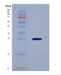 SDS-PAGE analysis of Human VEGFB (Vascular Endothelial Growth Factor B) - Recombinant Protein, showing >95% purity under 15% SDS-PAGE (Reduced)