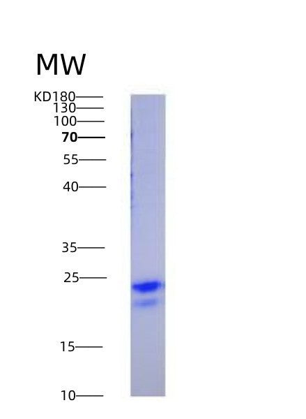 SDS-PAGE analysis of Human VEGFA (Vascular Endothelial Growth Factor A, Long Form) - Recombinant Protein, showing >95% purity under 15% SDS-PAGE (Reduced)