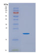 SDS-PAGE analysis of Human VEGFC (Vascular Endothelial Growth Factor C) - Recombinant Protein, showing >90% purity under 15% SDS-PAGE (Reduced)