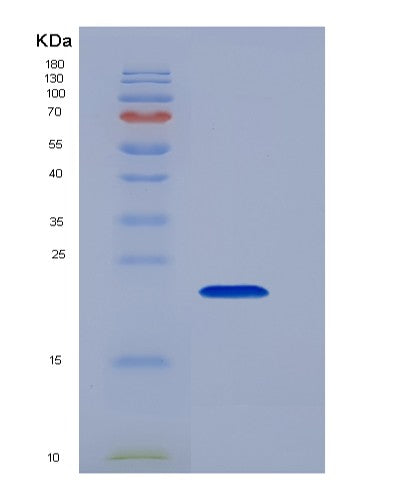 SDS-PAGE analysis of Human TNF (Tumor Necrosis Factor) - Recombinant Protein, showing >95% purity under 15% SDS-PAGE (Reduced)