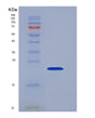 SDS-PAGE analysis of Human TNF (Tumor Necrosis Factor) - Recombinant Protein, showing >95% purity under 15% SDS-PAGE (Reduced)
