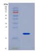 SDS-PAGE analysis of Human SFTPD (Pulmonary Surfactant-Associated Protein D) - Recombinant Protein, showing >90% purity under 15% SDS-PAGE (Reduced)