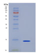 SDS-PAGE analysis of Human CD44 (Cd44 Antigen) - Recombinant Protein, showing >95% purity under 15% SDS-PAGE (Reduced)