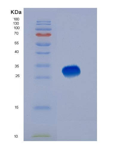 SDS-PAGE analysis of Human BSG (Basigin) - Recombinant Protein, showing >90% purity under 15% SDS-PAGE (Reduced)
