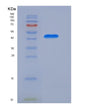 SDS-PAGE analysis of Human CD8B (T-Cell Surface Glycoprotein Cd8 Beta Chain) - Recombinant Protein, showing >90% purity under 15% SDS-PAGE (Reduced)