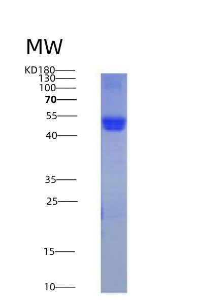 SDS-PAGE analysis of Human CD14 (Monocyte Differentiation Antigen Cd14) - Recombinant Protein, showing >90% purity under 15% SDS-PAGE (Reduced)
