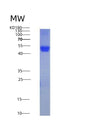 SDS-PAGE analysis of Human CD14 (Monocyte Differentiation Antigen Cd14) - Recombinant Protein, showing >90% purity under 15% SDS-PAGE (Reduced)