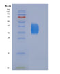 SDS-PAGE analysis of Human CD28 (T-Cell-Specific Surface Glycoprotein Cd28) - Recombinant Protein, showing >90% purity under 15% SDS-PAGE (Reduced)