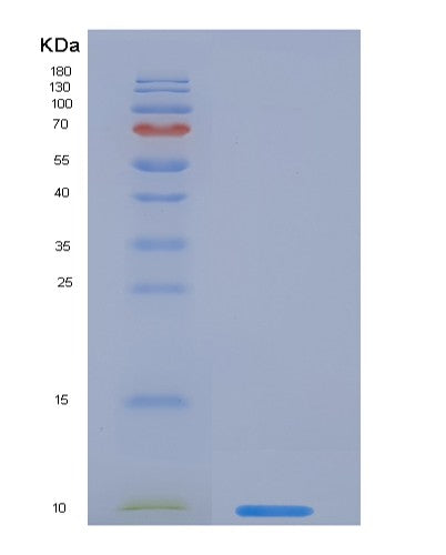SDS-PAGE analysis of Human EGF (Pro-Epidermal Growth Factor) - Recombinant Protein, showing >95% purity under 15% SDS-PAGE (Reduced)
