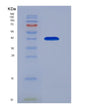 SDS-PAGE analysis of Human FCER2 (Low Affinity Immunoglobulin Epsilon Fc Receptor) - Recombinant Protein, showing >90% purity under 15% SDS-PAGE (Reduced)